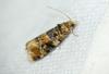 Lobesia reliquana